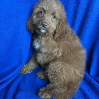 Karl, a male Cockapoo for sale in Canton, SD – Photo 6 of 6