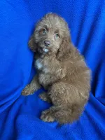 Karl, a male Cockapoo for sale in Canton, SD – Photo 6 of 6