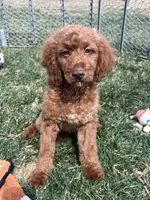 Karl, a male Cockapoo for sale in Canton, SD – 2 of 9