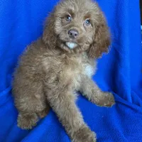 Karl, a male Cockapoo for sale in Canton, SD – Photo 3 of 6