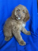 Karl, a male Cockapoo for sale in Canton, SD – Photo 3 of 6