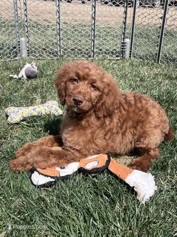 Karl – Cockapoo puppy for sale in Canton, SD