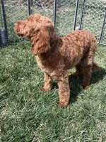 Karl, a male Cockapoo for sale in Canton, SD – 7 of 9