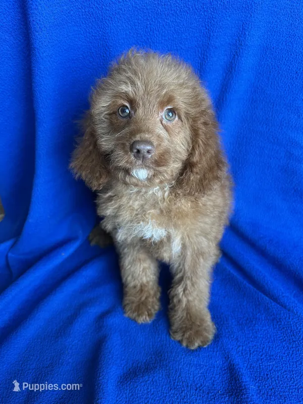 Karl, a male Cockapoo for sale in Canton, SD – Photo 1 of 6