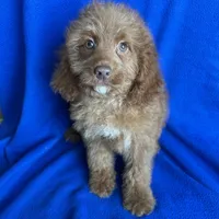 Karl, a male Cockapoo for sale in Canton, SD – Photo 1 of 6