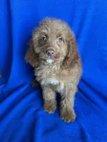Karl, a male Cockapoo for sale in Canton, SD – Photo 1 of 6