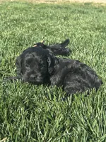 Opal, a female Cockapoo for sale in Canton, SD – 10 of 10