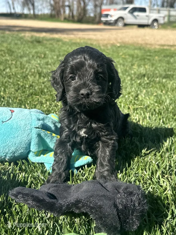 Opal – Cockapoo puppy for sale in Canton, SD