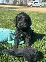Opal, a female Cockapoo for sale in Canton, SD – 1 of 10