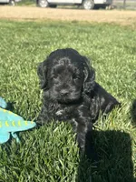 Opal, a female Cockapoo for sale in Canton, SD – 2 of 10