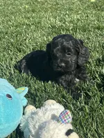 Opal, a female Cockapoo for sale in Canton, SD – 4 of 10