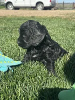 Opal, a female Cockapoo for sale in Canton, SD – 3 of 10