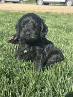Opal, a female Cockapoo for sale in Canton, SD – 8 of 10