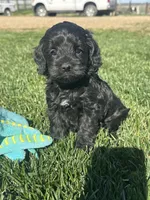 Opal, a female Cockapoo for sale in Canton, SD – 7 of 10