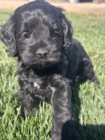 Opal, a female Cockapoo for sale in Canton, SD – 5 of 10