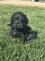 Opal, a female Cockapoo for sale in Canton, SD – 9 of 10