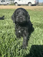 Opal, a female Cockapoo for sale in Canton, SD – 6 of 10