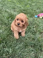 Alana, a female Cockapoo for sale in Canton, SD – 4 of 7