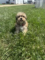 Winter, a female Shorkie for sale in Canton, SD – 3 of 7