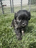 Reese, a female Shihpoo for sale in Canton, SD – 10 of 10