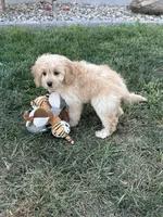 Dani, a female Cockapoo for sale in Canton, SD – 8 of 9