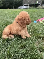 Alana, a female Cockapoo for sale in Canton, SD – 3 of 7