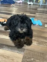 Colt, a male Shihpoo for sale in Canton, SD – 7 of 7