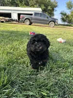 Colt, a male Shihpoo for sale in Canton, SD – 4 of 10