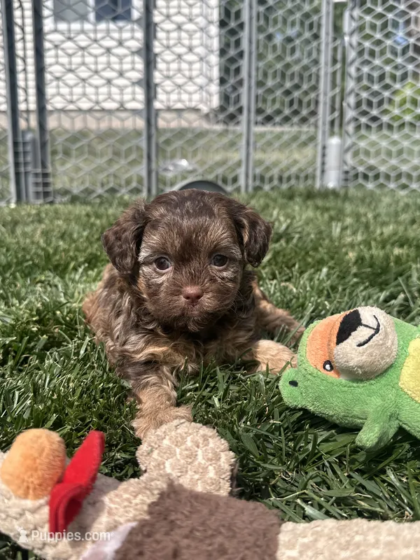 Ruby – Shihpoo puppy for sale in Canton, SD