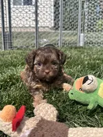 Ruby, a female Shihpoo for sale in Canton, SD – 1 of 9