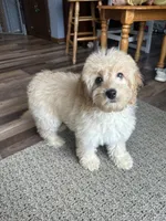 Dani, a female Cockapoo for sale in Canton, SD – 4 of 8