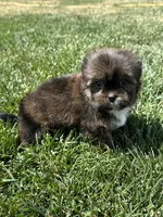 Sven, a male Shorkie for sale in Canton, SD – 5 of 10