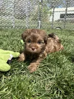 Reed, a male Shihpoo for sale in Canton, SD – 5 of 8