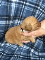 Vernon, a male Golden Retriever for sale in Canton, SD – 2 of 4