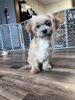Bambi, a female Shichon for sale in Canton, SD – Photo 8 of 9