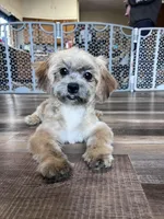 Bambi, a female Shichon for sale in Canton, SD – Photo 1 of 9
