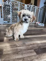 Bambi, a female Shichon for sale in Canton, SD – Photo 7 of 9