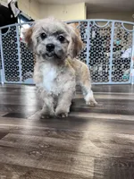 Bambi, a female Shichon for sale in Canton, SD – Photo 2 of 9