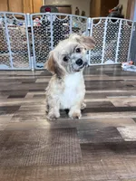 Bambi, a female Shichon for sale in Canton, SD – Photo 9 of 9