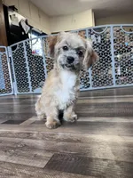 Bambi, a female Shichon for sale in Canton, SD – Photo 6 of 9