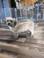 Bambi, a female Shichon for sale in Canton, SD – Photo 5 of 9