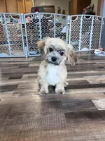 Bambi, a female Shichon for sale in Canton, SD – Photo 3 of 9