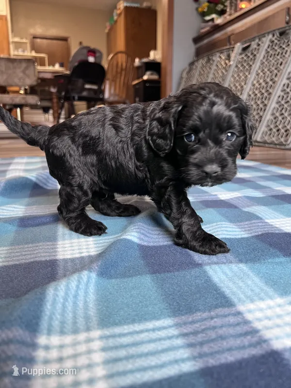 Fizz – Cockapoo puppy for sale in Canton, SD