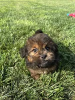 Crew, a male Shihpoo for sale in Canton, SD – 6 of 10