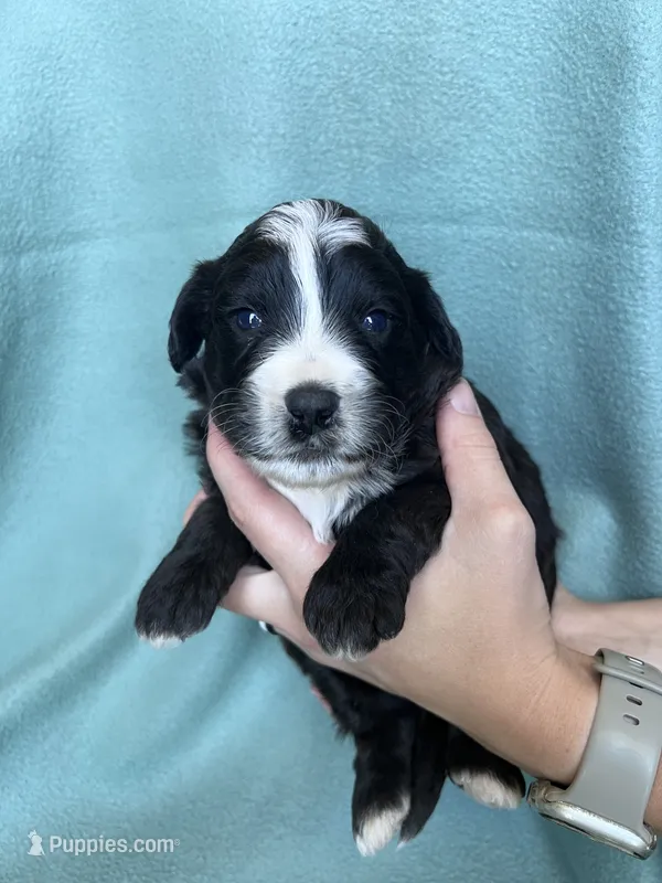 Jasper – Miniature Bernedoodle puppy for sale in Canton, SD