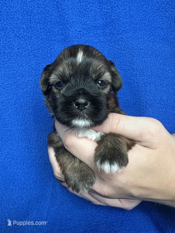 Scout – Shorkie puppy for sale in Canton, SD