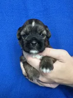 Scout, a male Shorkie for sale in Canton, SD – 1 of 5