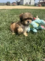 Winter, a female Shorkie for sale in Canton, SD – 2 of 7