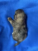 Sasha, a female Shorkie for sale in Canton, SD – 4 of 5