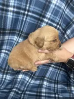 Van, a male Golden Retriever for sale in Canton, SD – 2 of 4